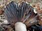 Szenes galambgomba (Russula nigricans), Somogy